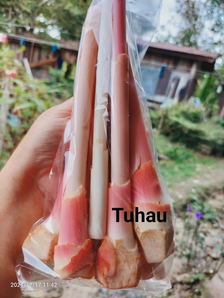 khasiat tuhau