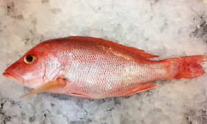 khasiat ikan merah