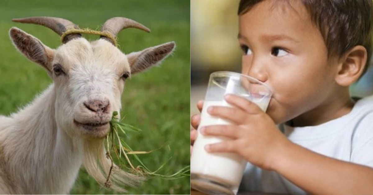 khasiat susu kambing