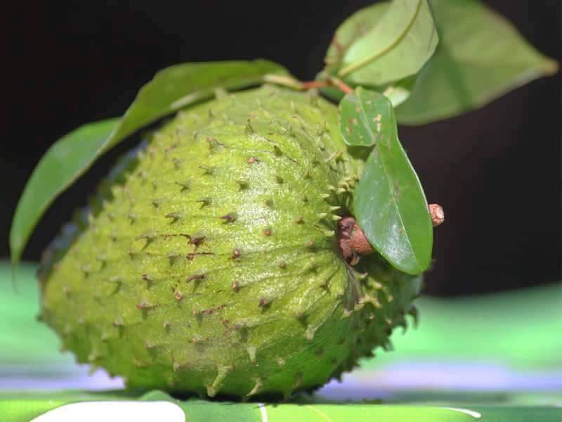 Khasiat Daun Durian Belanda